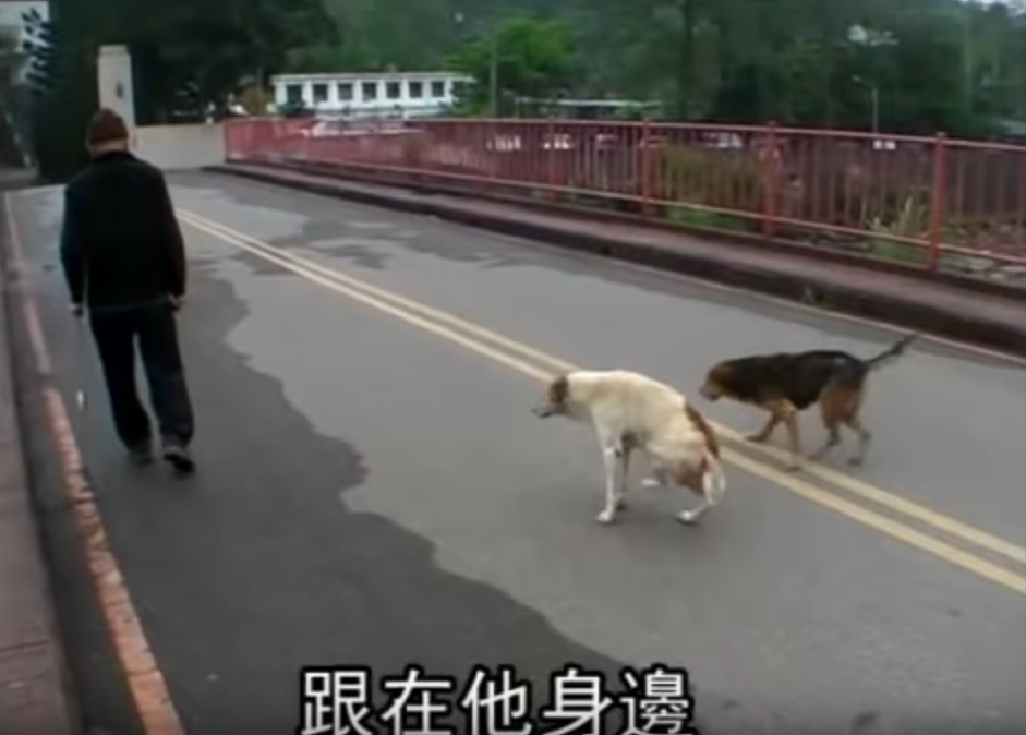 2忠犬風雨無阻 護89歲獨居老伯搭車！  趴坐對向站牌堅守  10年來成他「唯一親人」