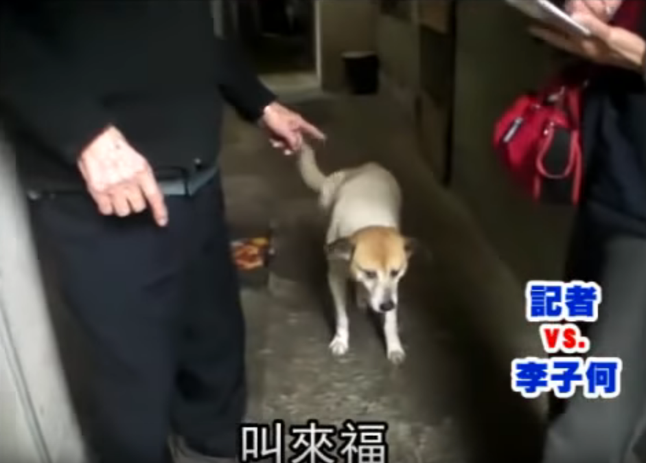 2忠犬風雨無阻 護89歲獨居老伯搭車！  趴坐對向站牌堅守  10年來成他「唯一親人」