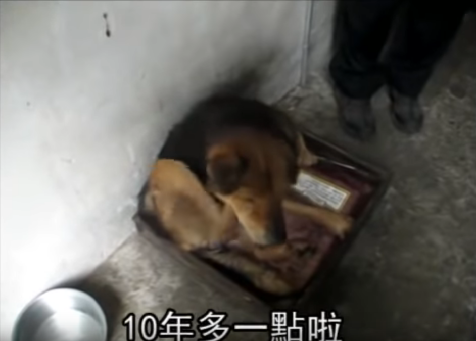 2忠犬風雨無阻 護89歲獨居老伯搭車！  趴坐對向站牌堅守  10年來成他「唯一親人」