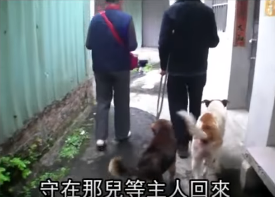 2忠犬風雨無阻 護89歲獨居老伯搭車！  趴坐對向站牌堅守  10年來成他「唯一親人」