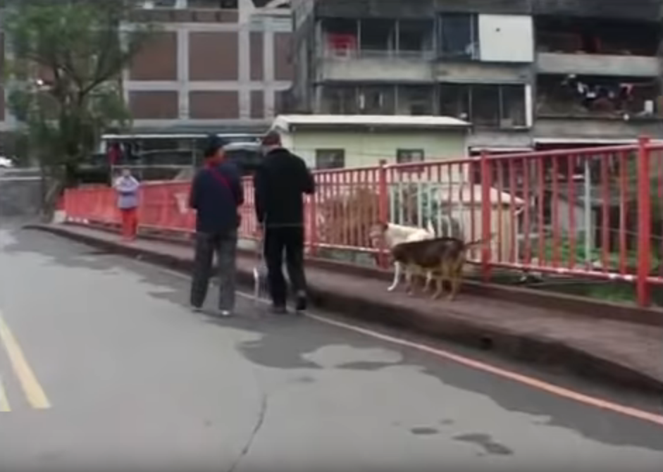 2忠犬風雨無阻 護89歲獨居老伯搭車！  趴坐對向站牌堅守  10年來成他「唯一親人」
