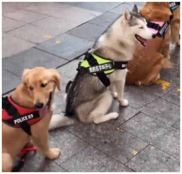 女主著急上廁所，留下大金毛「幫忙排隊買東西」，回來一看哭笑不得：孩子太老實了