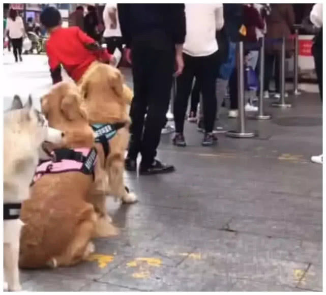 女主著急上廁所，留下大金毛「幫忙排隊買東西」，回來一看哭笑不得：孩子太老實了