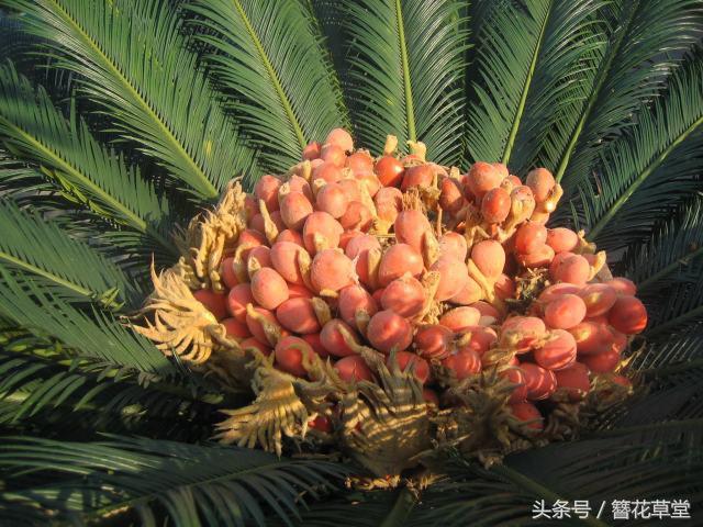 阿公養了幾年的盆栽，突然下了「一窩雞蛋」, 頓時村裡炸開了鍋：大富大貴要來