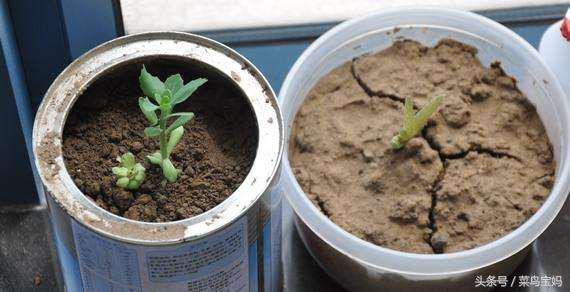 花盆的土變硬板結怎麼辦？只需一招不用換土，花兒蹭蹭的長