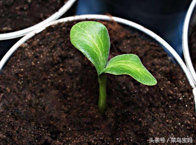 花盆的土變硬板結怎麼辦？只需一招不用換土，花兒蹭蹭的長