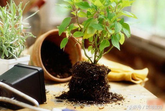 花盆的土變硬板結怎麼辦？只需一招不用換土，花兒蹭蹭的長