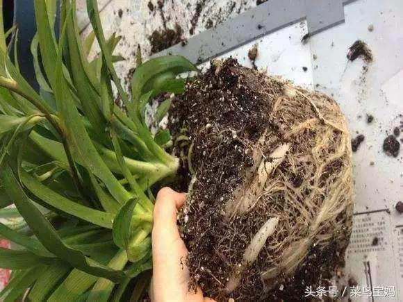 花盆的土變硬板結怎麼辦？只需一招不用換土，花兒蹭蹭的長