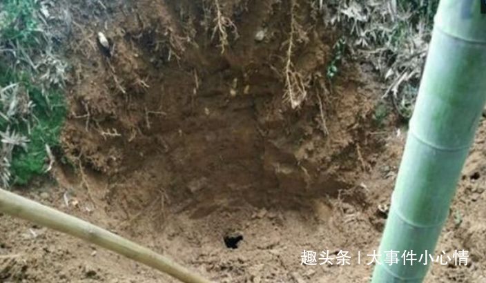 阿公上山挖竹筍不小心挖到「黃金蟒」，倉皇逃跑後想起鋤頭沒拿，回來一看驚叫：撿到寶了！