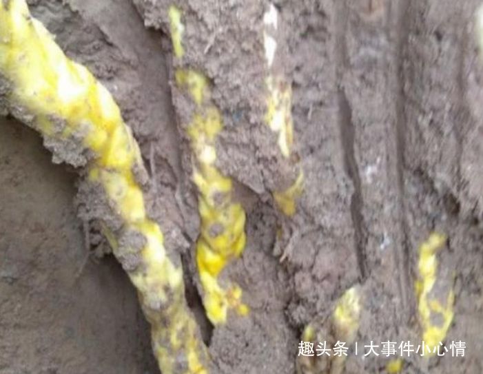 阿公上山挖竹筍不小心挖到「黃金蟒」，倉皇逃跑後想起鋤頭沒拿，回來一看驚叫：撿到寶了！