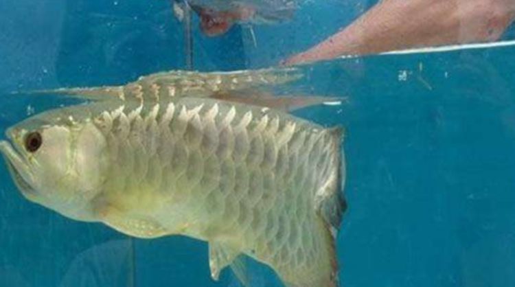 女子花高價買回一條魚，幾天都沒張嘴吃食！女子急了，徒手「掰開魚嘴」後，驚喜來了！