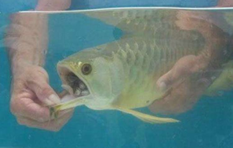 女子花高價買回一條魚，幾天都沒張嘴吃食！女子急了，徒手「掰開魚嘴」後，驚喜來了！