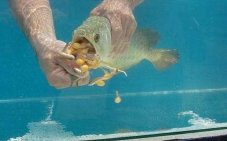 女子花高價買回一條魚，幾天都沒張嘴吃食！女子急了，徒手「掰開魚嘴」後，驚喜來了！