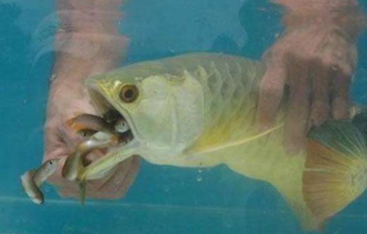 女子花高價買回一條魚，幾天都沒張嘴吃食！女子急了，徒手「掰開魚嘴」後，驚喜來了！