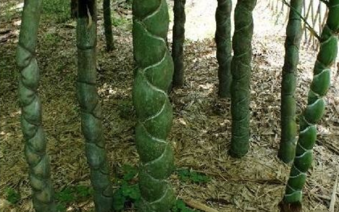 大媽上山砍竹子曬衣服，發現竹子「十分奇特」，帶回家兒子見了後情緒激動