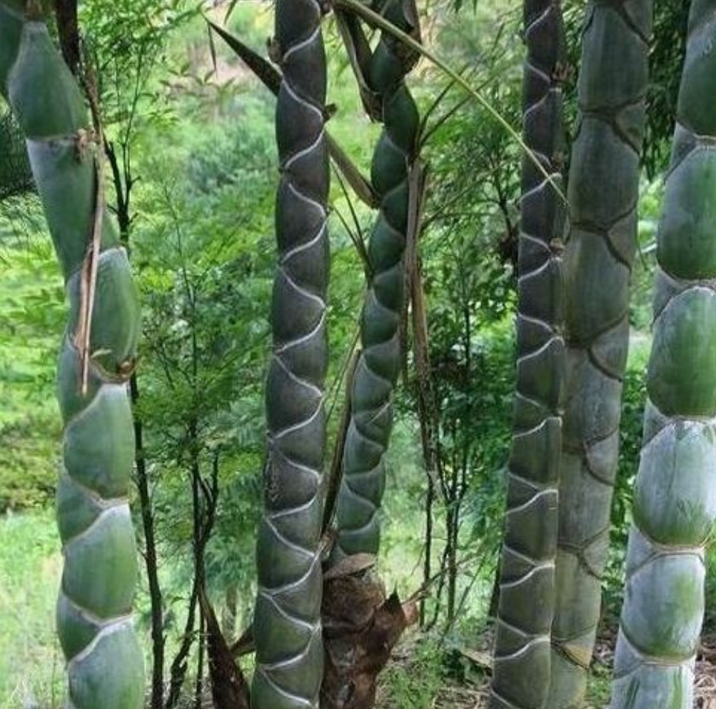 大媽上山砍竹子曬衣服，發現竹子「十分奇特」，帶回家兒子見了後情緒激動