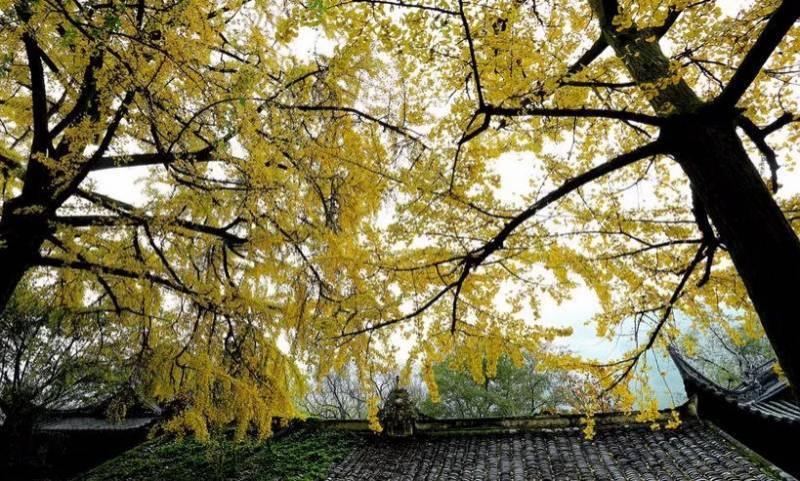 落葉才知秋，落難才知友