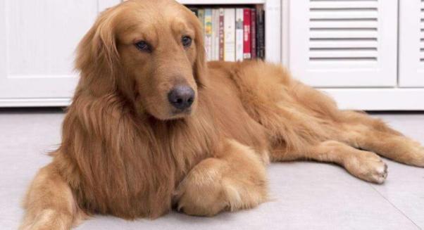 大金毛在菜市場走丟怎麼也找不到！回到家主人看到「一個畫面」淚流不止