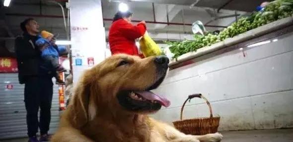 大金毛在菜市場走丟怎麼也找不到！回到家主人看到「一個畫面」淚流不止
