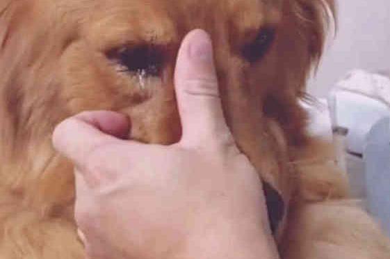 大金毛在菜市場走丟怎麼也找不到！回到家主人看到「一個畫面」淚流不止