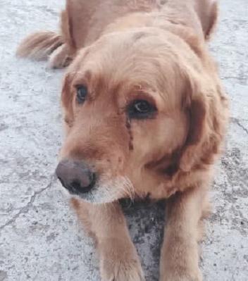 大金毛在菜市場走丟怎麼也找不到！回到家主人看到「一個畫面」淚流不止