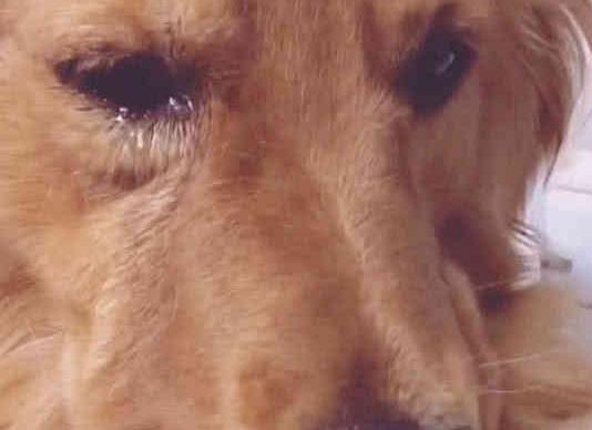 大金毛在菜市場走丟怎麼也找不到！回到家主人看到「一個畫面」淚流不止