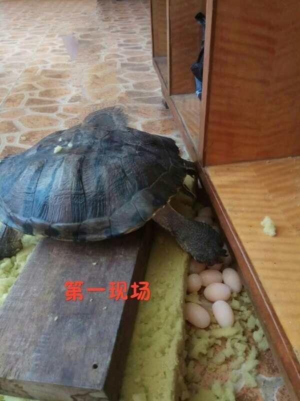 烏龜在家下了14個蛋！主人打算煎著吃　剛敲碎「主人後悔不已」：心疼烏龜一秒