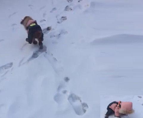 怎麼趴在雪地？走近想關心「小朋友一抬頭」網笑翻：這孩子毛也太多