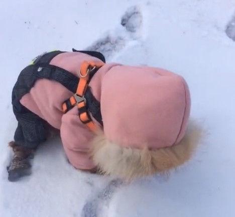 怎麼趴在雪地？走近想關心「小朋友一抬頭」網笑翻：這孩子毛也太多