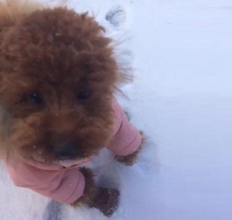 怎麼趴在雪地？走近想關心「小朋友一抬頭」網笑翻：這孩子毛也太多