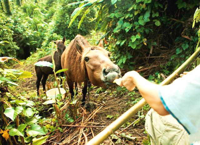 30歲小夫妻看盡世間百態「辭工作賣房」赴世外桃源!「隱居深山」養馬劈柴相愛到老