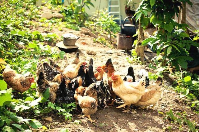 30歲小夫妻看盡世間百態「辭工作賣房」赴世外桃源!「隱居深山」養馬劈柴相愛到老