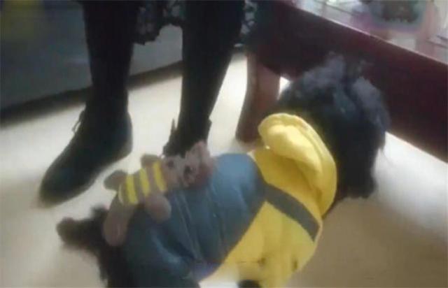 尋狗貼出「印象派畫像」被當開玩笑 幾天後「找到本尊」網跪:是真的...