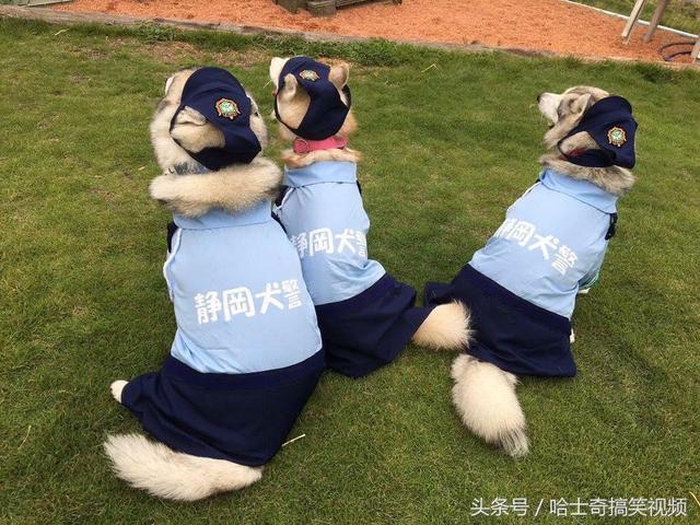 新進警犬報到！3汪穿上「警察制服」超帥氣　一轉正面網笑翻：可靠嗎？