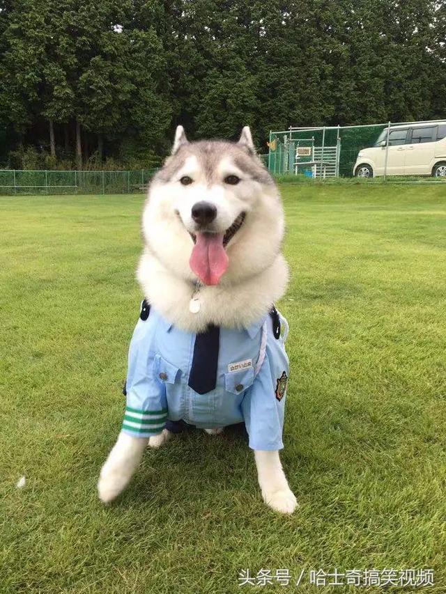 新進警犬報到！3汪穿上「警察制服」超帥氣　一轉正面網笑翻：可靠嗎？