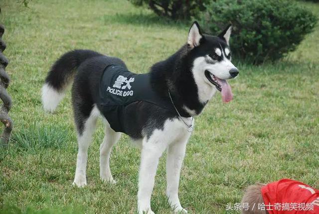 新進警犬報到！3汪穿上「警察制服」超帥氣　一轉正面網笑翻：可靠嗎？