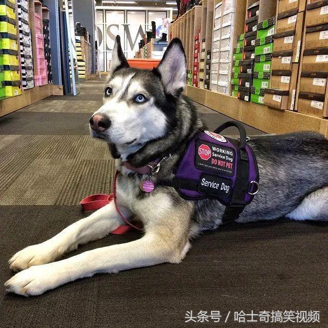 新進警犬報到！3汪穿上「警察制服」超帥氣　一轉正面網笑翻：可靠嗎？