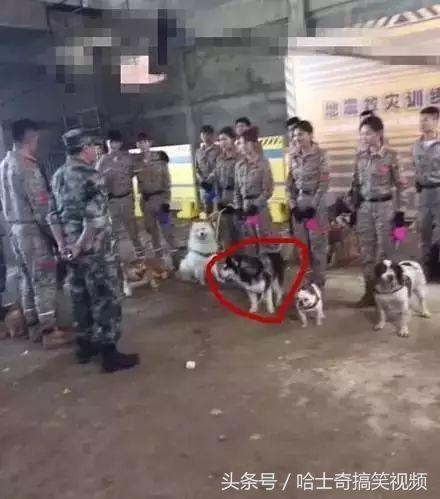新進警犬報到！3汪穿上「警察制服」超帥氣　一轉正面網笑翻：可靠嗎？