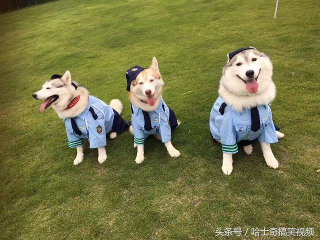 新進警犬報到！3汪穿上「警察制服」超帥氣　一轉正面網笑翻：可靠嗎？