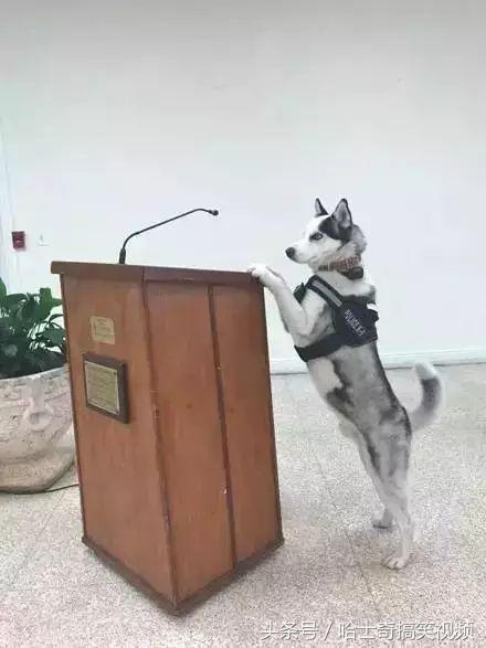 新進警犬報到！3汪穿上「警察制服」超帥氣　一轉正面網笑翻：可靠嗎？