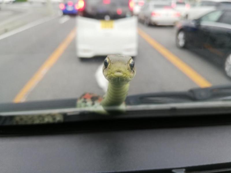 開車時驚見「小蛇探頭打招呼」　滿臉疑惑「呆萌轉頭」：泥要帶我去哪玩～