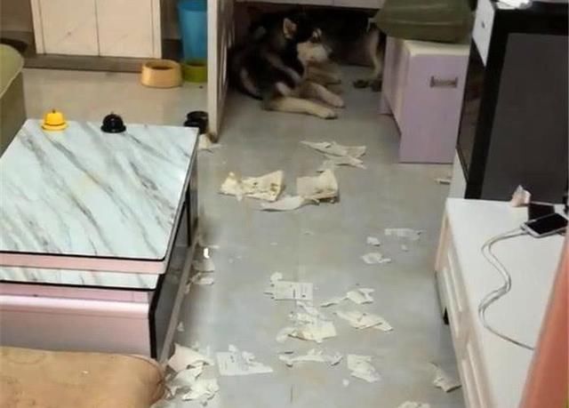 二哈瘋狂拆家！每天回到家「簡直就是噩夢」　主人脾氣來了「買回2斤螃蟹對付」牠的反應笑噴網友：絕對是純種