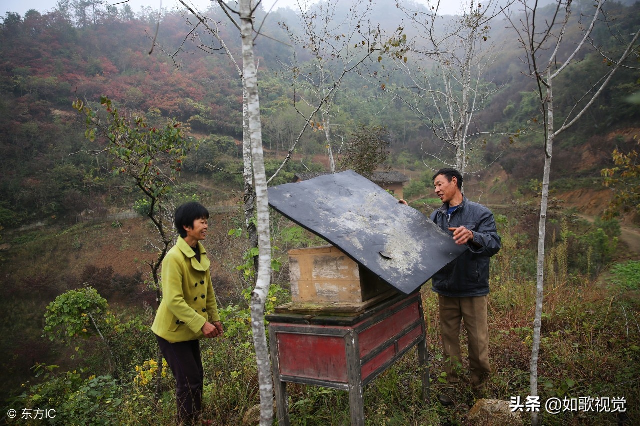 夫妻倆隱居深山無鄰居，靠山吃山飲山泉吃野菜，年入45萬不寂寞！