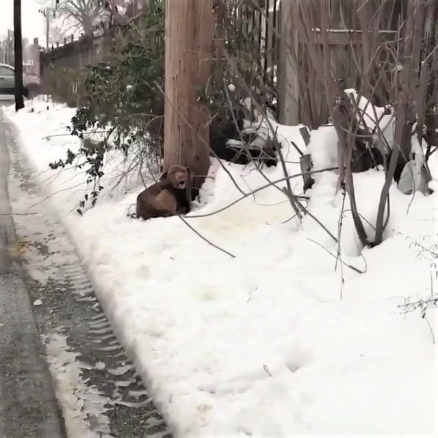 「被綁在雪地」走不了！浪浪獲救「激動哭不停」：我真的好害怕...