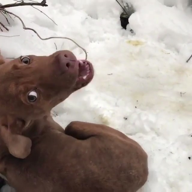 「被綁在雪地」走不了！浪浪獲救「激動哭不停」：我真的好害怕...