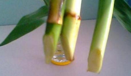 富貴竹「離不開」一種水，加一點「不爛根 不黃葉」家裡吉祥富貴