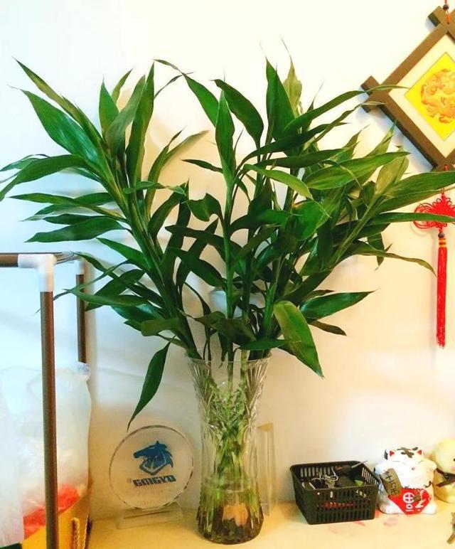 富貴竹「離不開」一種水，加一點「不爛根 不黃葉」家裡吉祥富貴