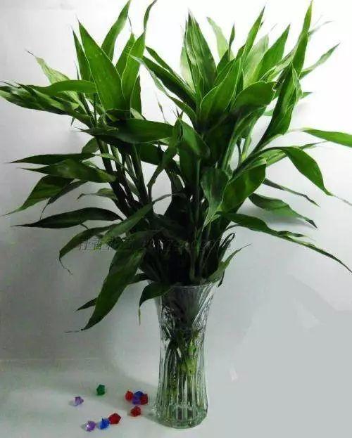 富貴竹「離不開」一種水，加一點「不爛根 不黃葉」家裡吉祥富貴