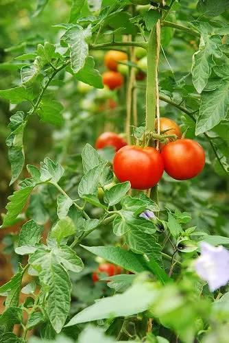 「盆栽番茄」用了一種「白色東西」  結的果子吃都吃不完 