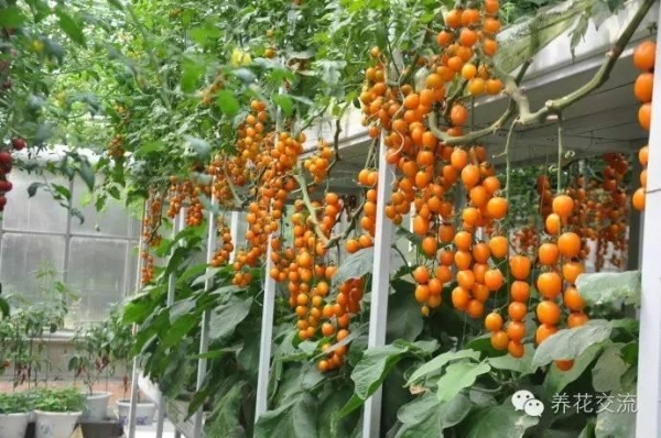 「盆栽番茄」用了一種「白色東西」  結的果子吃都吃不完 